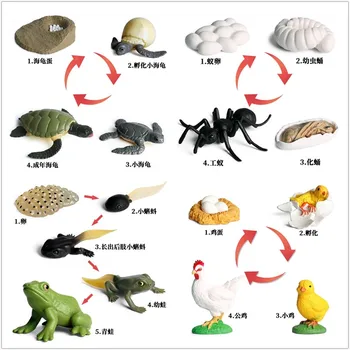 

Animal insect turtle frog chicken Ant Growth cycle Figure Collectible Toys Wild Animal Action Figures Kids Plastic Toys Gift
