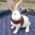 Pet Mesh Мягкая Шлейка С Поводком Small Animal Vest Lead for Hamster Rabbit Bunny Small animal pet accessories Belt lead set