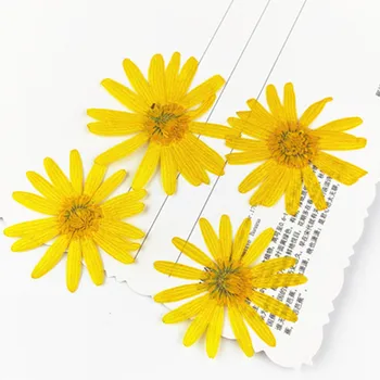 

Chamomile DIY Handmade Dried Flowers , Dried Daisy Flowers For Candle Decoration 80Pcs