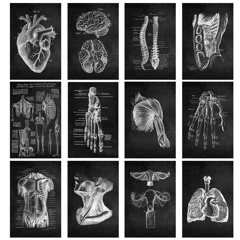 Human Anatomy Canvas Paintings and Posters, Black White Musculoskeletal System Wall Art Picture Decoration Modern Home Office