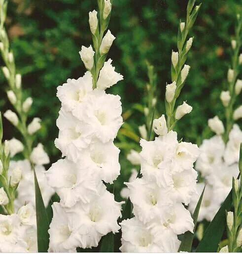 200 шт Gladiolus бонсай, Gladiolus цветник, 95% Проращивание, сделай сам Аэробные горшечные растения, редкий меч Лилия Флорес