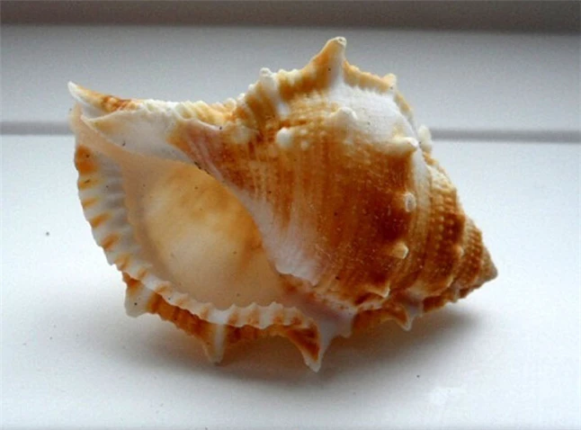 conchas seashell1.jpg