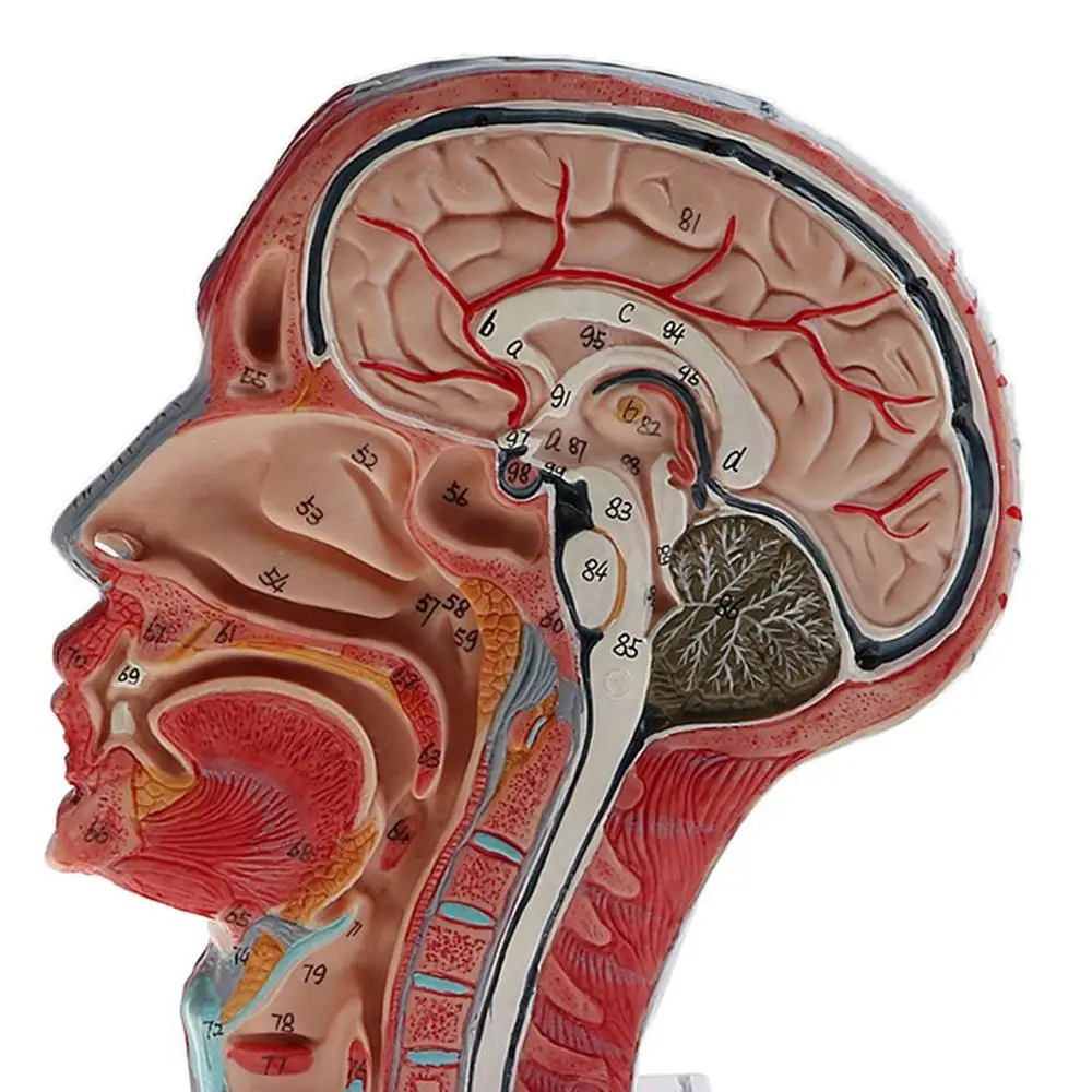 Модель анатомической анатомии на половину головы лица 1:1|human skull|human anatomy modelanatomy model