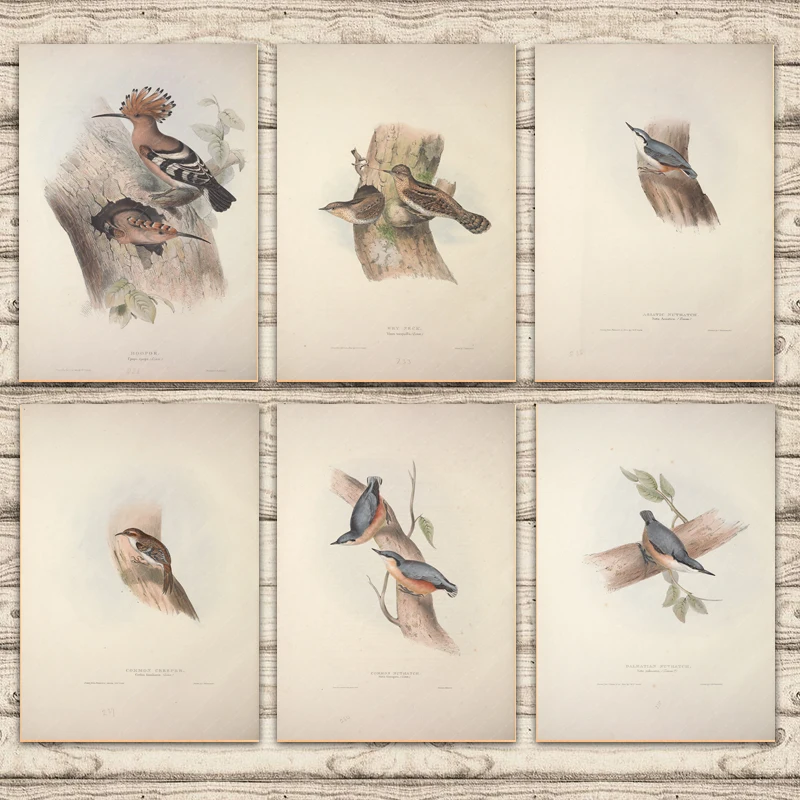 Europe Birds Wry Neck Nuthatch Hoopoe Biology Study Nature Canvas Painting Vintage Kraft Poster Wall Sticker Home Decor Kid Gift | Дом и сад