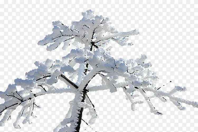 冬雪枝创意png图片素材免费下载 图片编号 Png素材网 冬雪枝创意png图片素材免费下载 图片编号 Png素材网