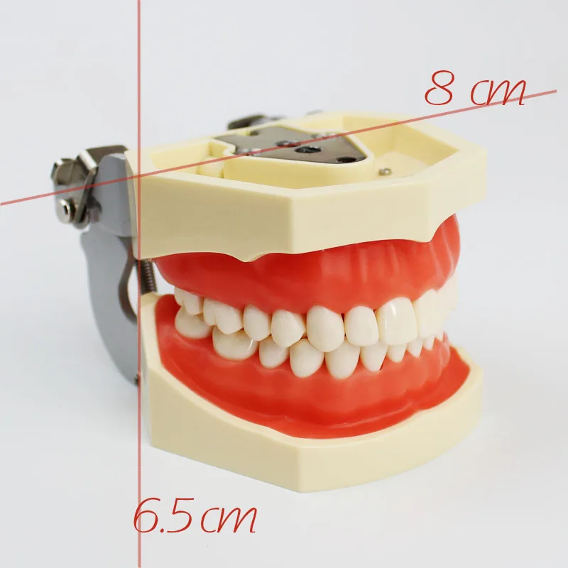 1 шт. модель зубов все 28 шт. зубы Съемные мягкие десны Стоматологическая модель для новой стоматологической практики зубной полости в школе