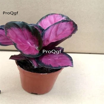 

Ngryise 1 Set Maranta arundinacea