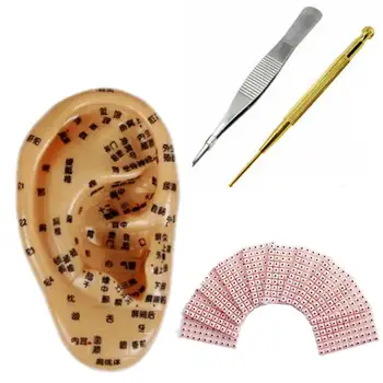 

Medical ear massage acupuncture set 13cm Meridian Ear Massage Acupuncture Model Ear With 600PCS Acupuncture therapy YC079