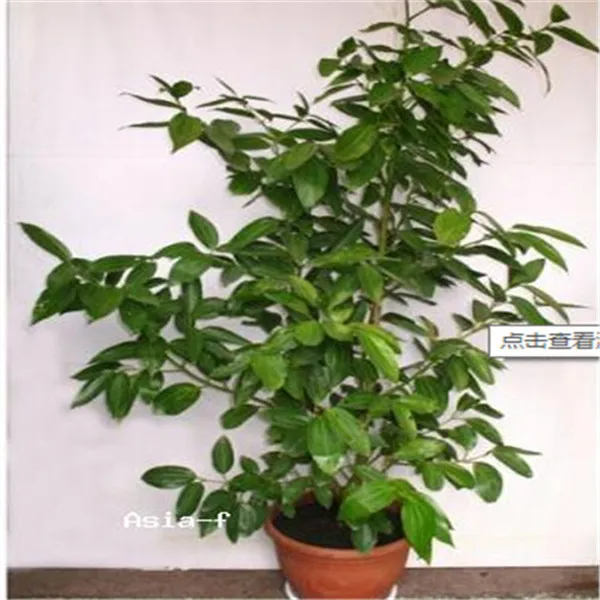 10pcs-cinnamon-bonsai-indoor-bonsai-evergreen-tree-bonsai-cinnamon-tree (1)
