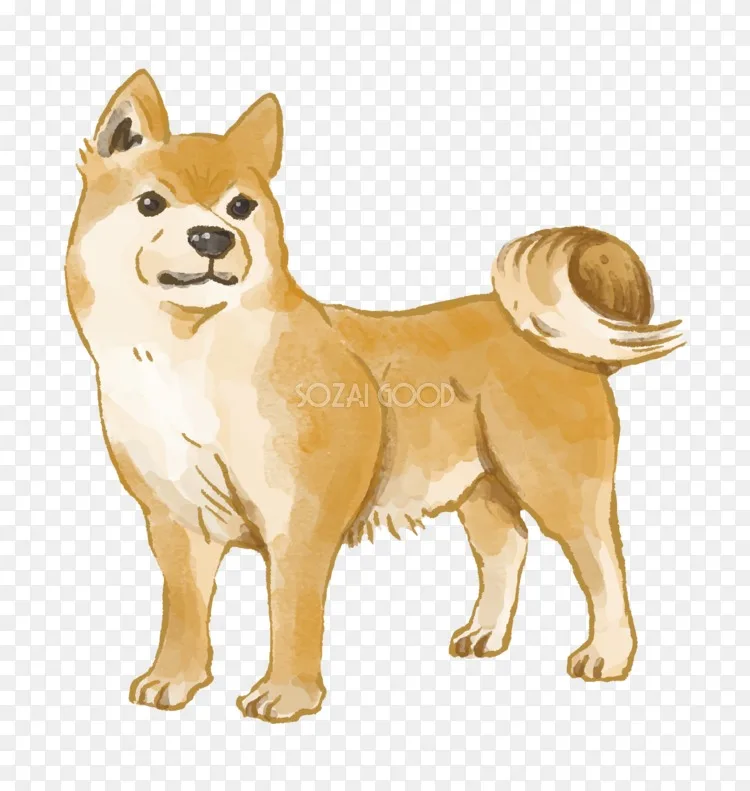 古代犬种芬兰斯皮兹犬png图片素材免费下载 图片编号 Png素材网
