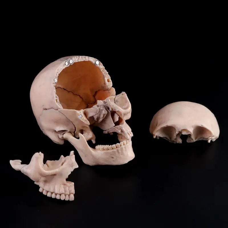 15 шт./компл. съемный череп модель человеческий взрослый 1:2 4D разобранный череп анатомический модель съемный медицинский обучающий инструмент