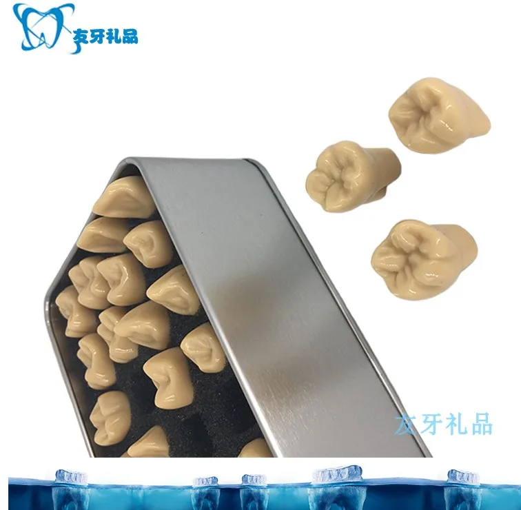 1.2X 2X Enlarge Crown Carving Prepare Tooth Model Dental Model Carved Teeth Medical Science Teaching Anatomical Models