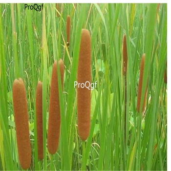

Ngryise 5000Pcs A Set Typha minima Funck