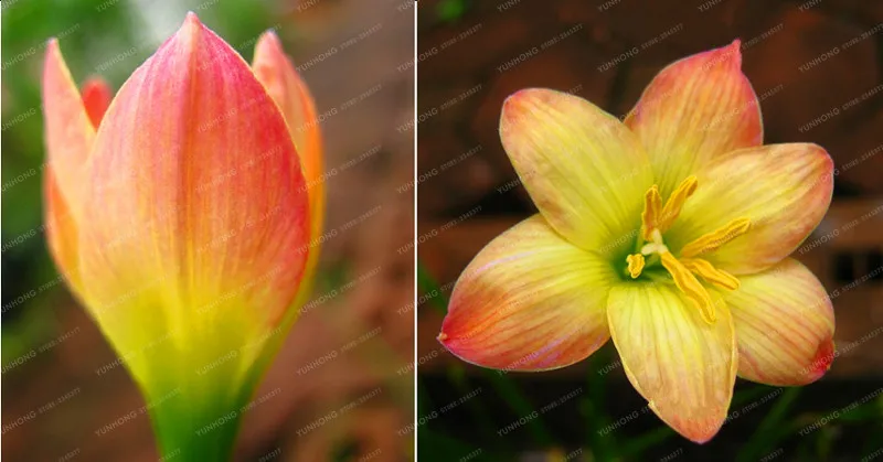 2 лампы Zephyranthes Candida BulbsFlower, наружные растения, естественный рост, бонсай,(бонсай