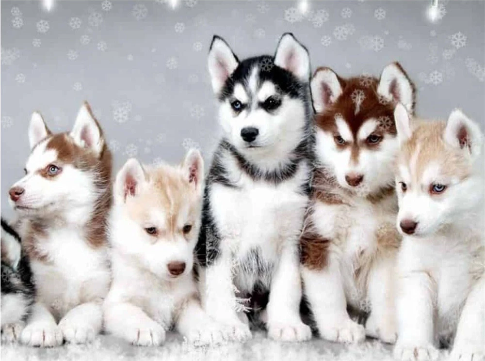 SZHC1-2979 HUACAN Picture By Numbers Kits Dog Animal Drawing Canvas HandPainted Painting DIY Art Home Decoration Gift - Цвет: SZHC1-2979