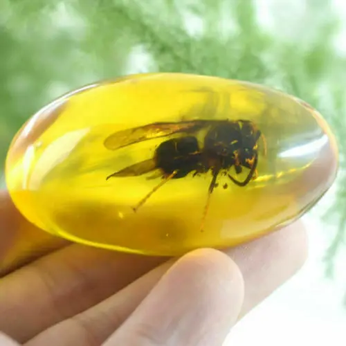 Beautiful Amber Bee Fossil Insects Manual Polishing 