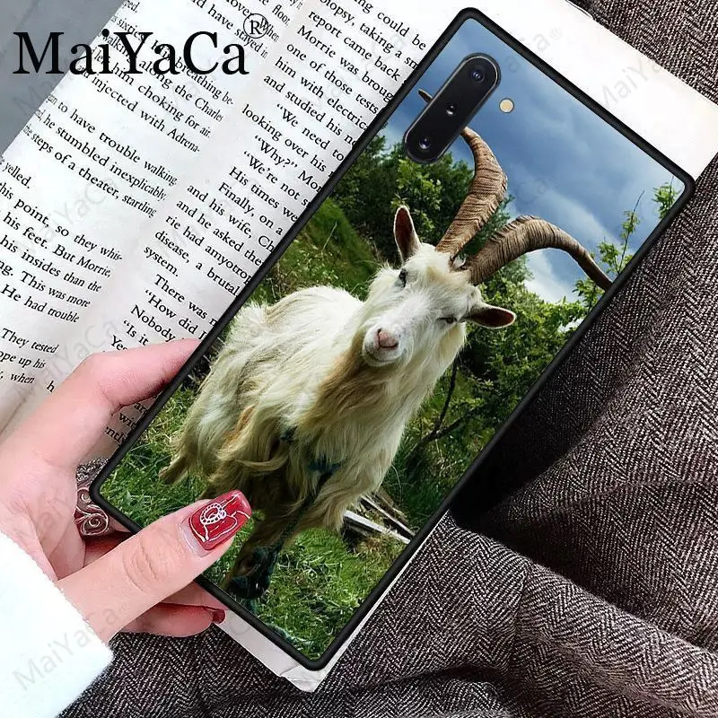 Cute Goat Meme Alpaca