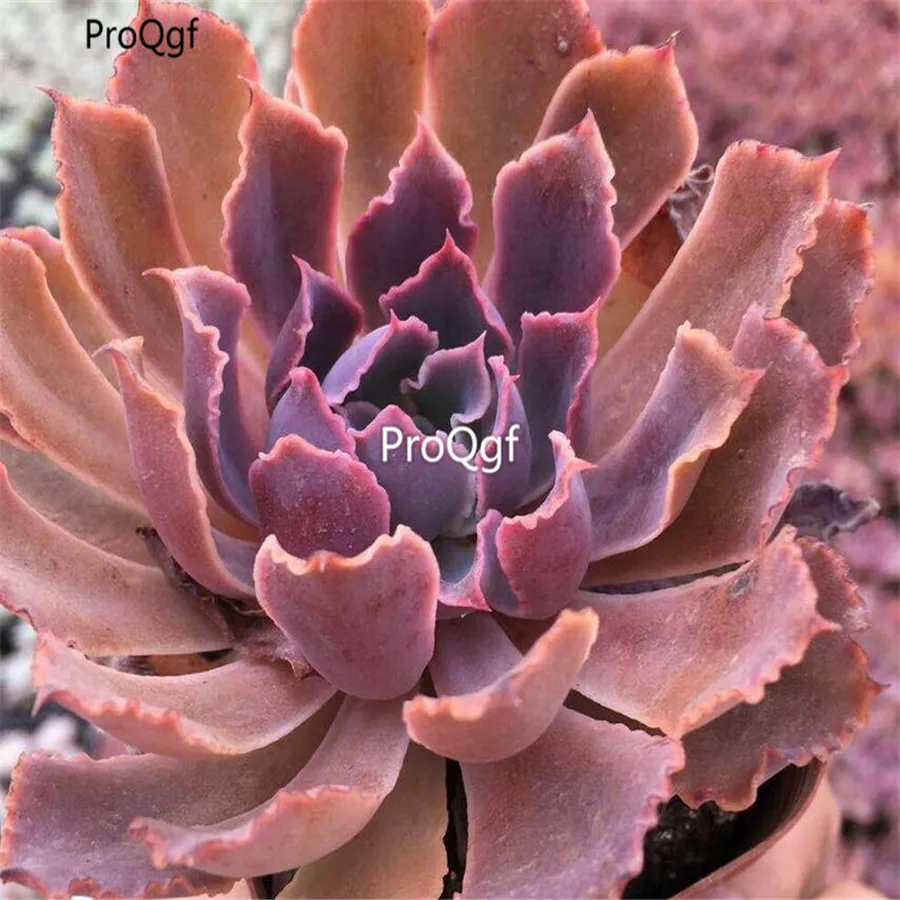 Ngryise 1 шт. набор Echeveria неоновый выключатель
