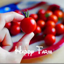 100 штук Редкие скалолазание Томатный Сад, "помидоры Черри-сладкие 100", мини томат Бонсай завод Флорес, органическая еда