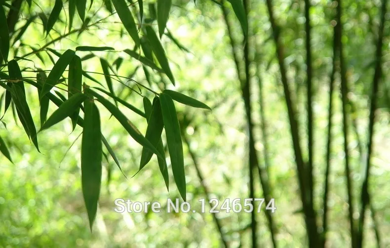 Огромный 100 бонсай гигантский Phyllostachys Pubescens Moso Bamboo бонсай Hardy-Giant