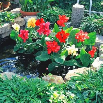 10 шт. Canna, Canna generalis - Цвет: 1