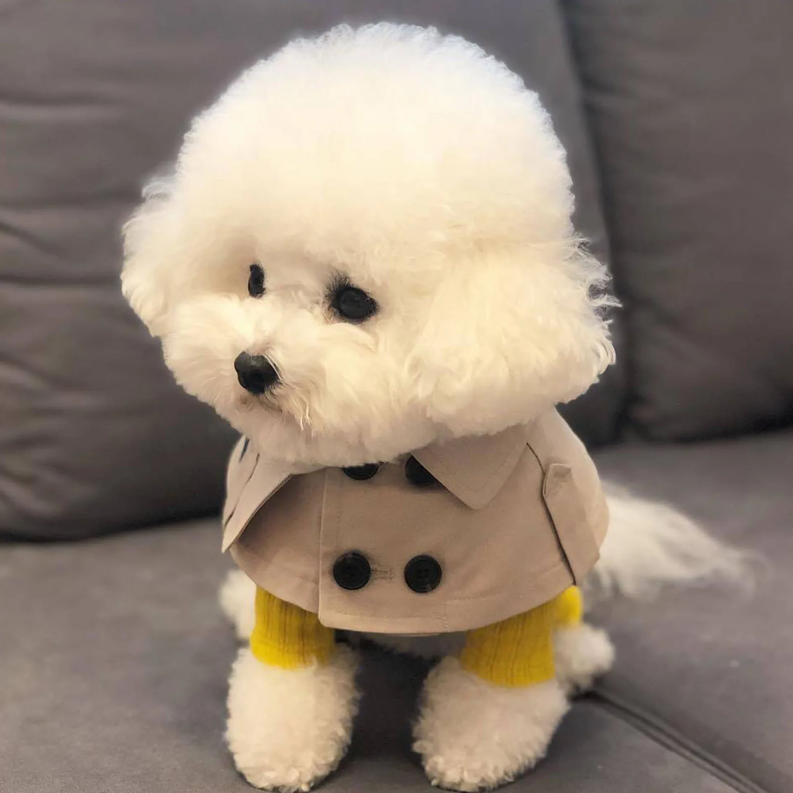 British Style - Dog Cloak Windbreaker