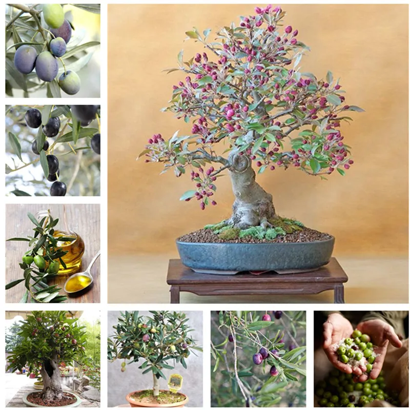 

10 Pieces Olive Tree Bonsai Olea Europaea 10 Exotic Fresh Bonsai Plant Tree Mini Olive Tree Olive Tree Bonsai Garden Supplies