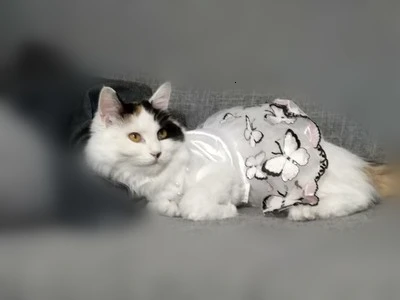 Весеннее платье для собаки с рисунком бабочки, роскошное платье для питомца, милое платье-пачка для маленькой собаки, маленькой кошки, классное платье для кошки