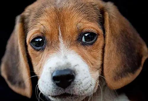 Un Più Adorabile Beagle Puppy Animal Metal Wall Poster Targa In Latta Vintage Bbq Restaurant Dinner Room Cafe Shop Decor