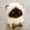 20/26CM Simulation Siamese Cat Plush Toy Blue Sequins Eyes Dolls Brown and White Face Ragdoll Cats Home Decor Cute Gift for Baby ► Photo 3/5