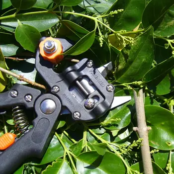 

Gardening Grafting Scissors Fruit Tree Pruning Pruner Shears Cutting Tools Nursery Garden Plants Vaccination Farming Tool