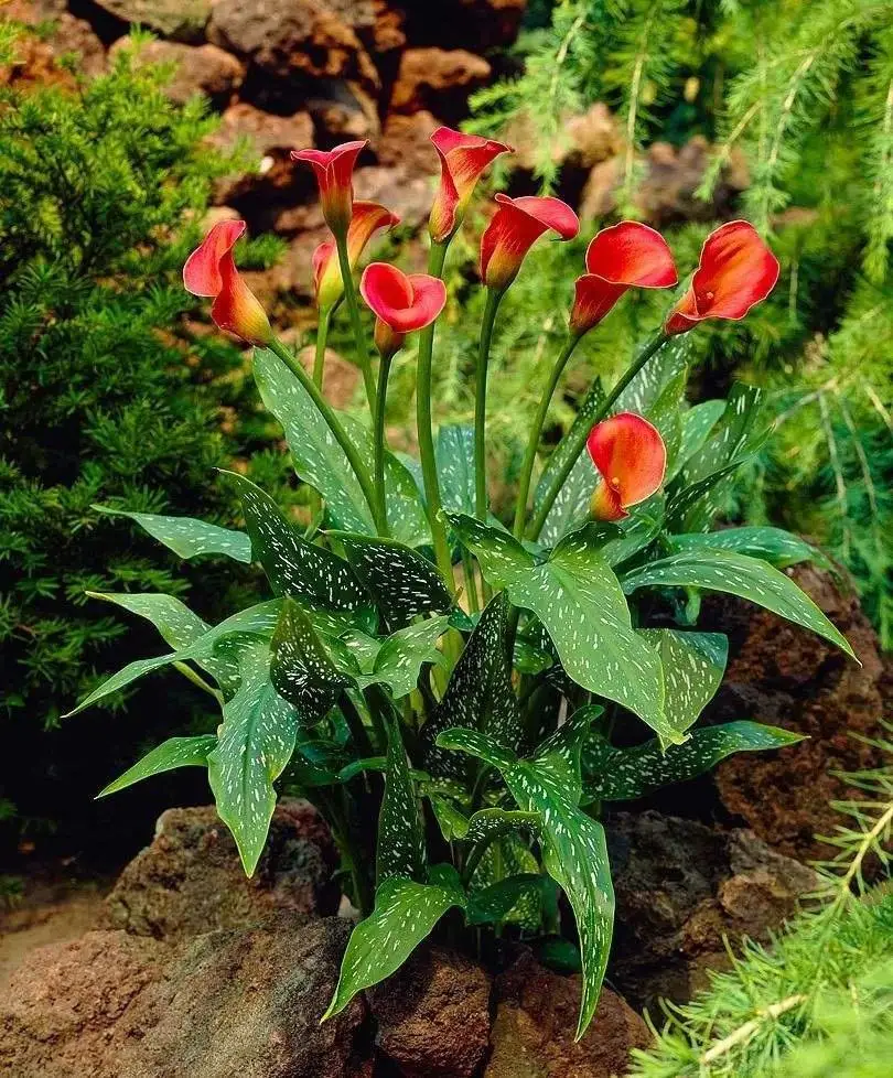 2 Calla Lily Bulbs Perennial Stunning Rare Species Perennial Potted