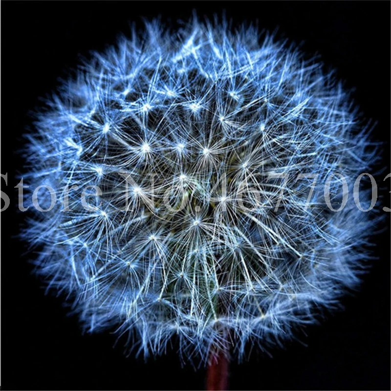 Taraxacum монгольский цветок бонсай, Одуванчик красивый монгольский Одуванчик бонсай Diy товары для домашнего сада травяные плантации 100 шт