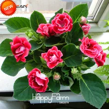 Новое поступление! Уникальный красный глоксиния садовый многолетник цветущие растения Sinningia Speciosa Бонсай балкон, 100 шт./лот,# KWUXYP