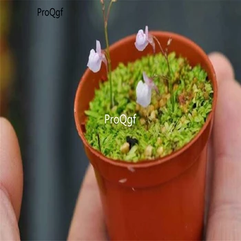 

Prodgf 2Pcs A Set Utricularia vulgaris