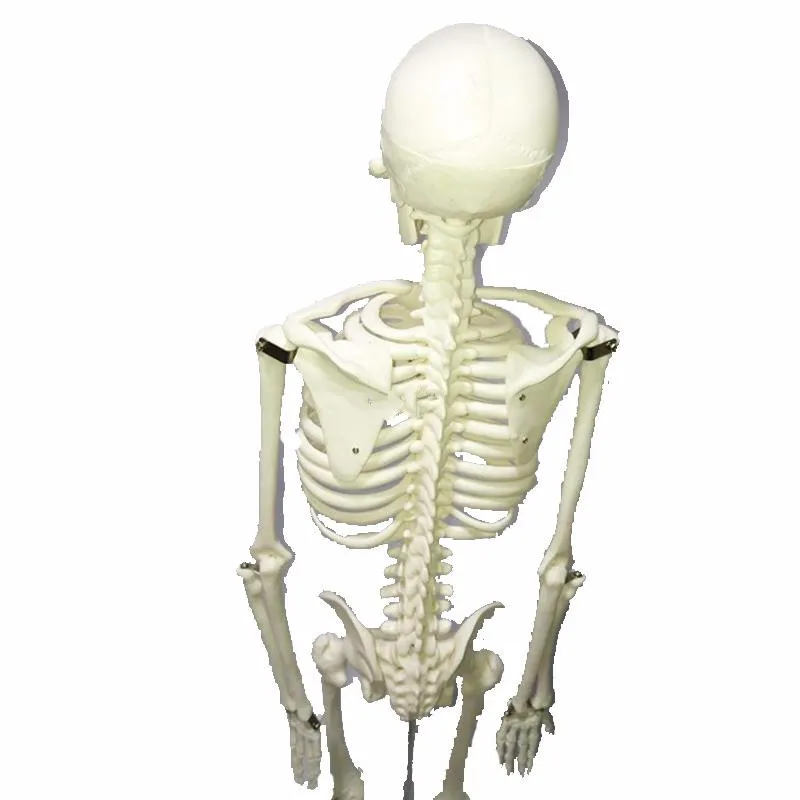45 см Оптовая Продажа Гибкая медицинская анатомическая Анатомия человека модель