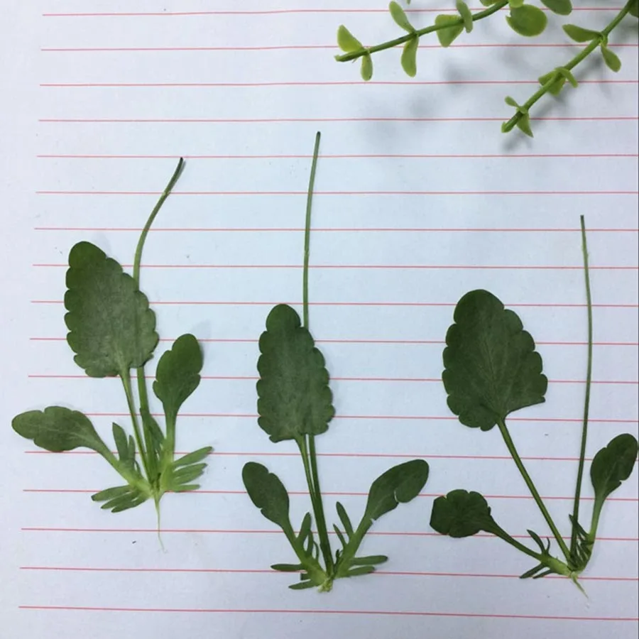 60 шт. сушеные прессованные анютины глазки Corydalis Suaveolens Hance листьев гербарий из