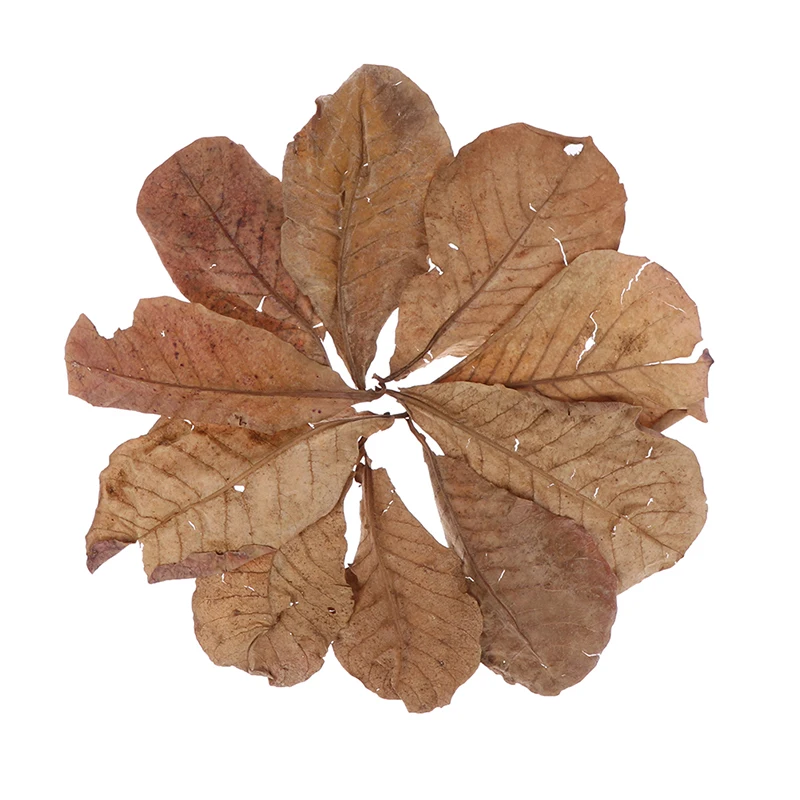 Hojas naturales hojas hoja de almendro tratamiento de limpieza de peces acuario tanque