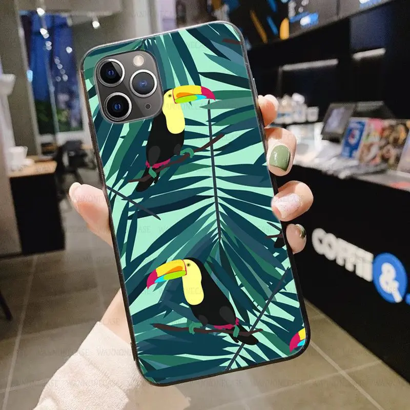Tropical forest animals Toucan