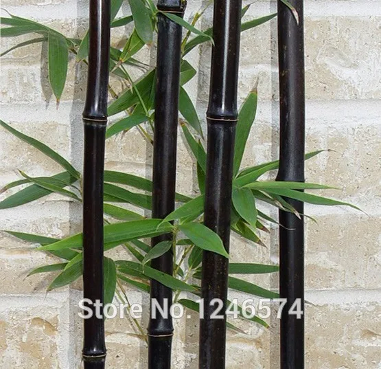 50 шт черный бамбуковый бонсай Phyllostachys Nigra домашний сад бонсай Цветочный Горшок Кашпо бонсай с бесплатной доставкой