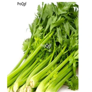 

Ngryise 3000Pcs A Set Petroselinum crispum