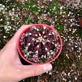 

Ngryise 2Pcs A Set Ariocarpus kotschoubeyanus