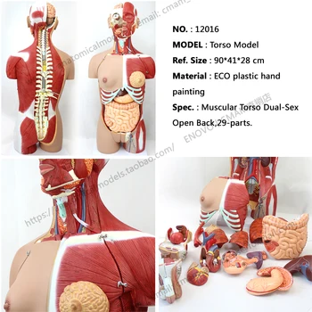 

CMAM/12016 Torso,85cm,Bisexuals,Muscle,29-parts, Plastic Human Body Teaching Anatomical Model