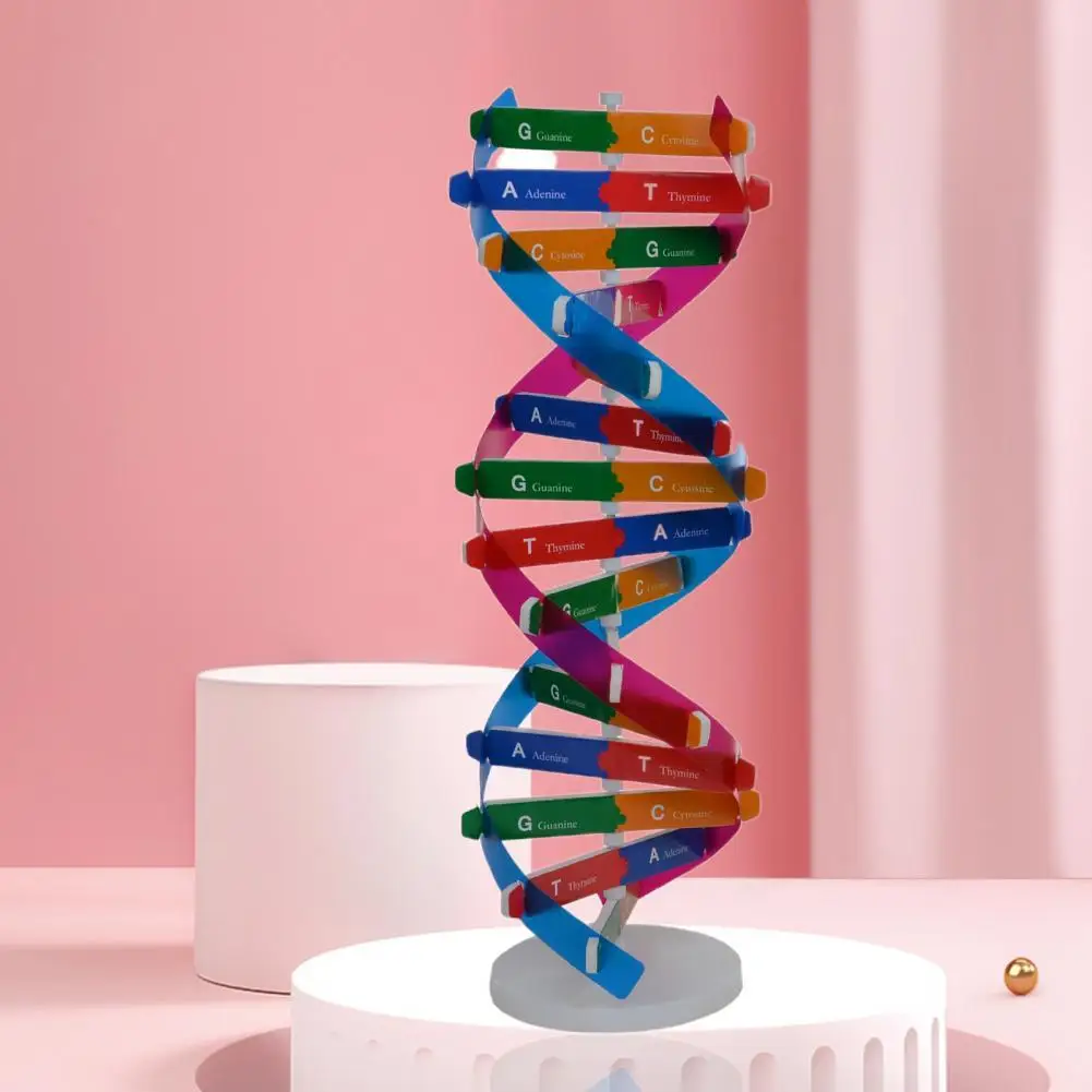 

DNA Models Double Helix Structure Teaching Toy ABS Double Helix DIY Human Genes for Biological Science