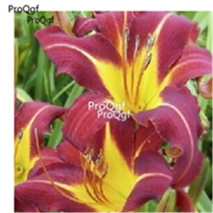 Ngryise набор из 20 предметов Lilium brownii Lily