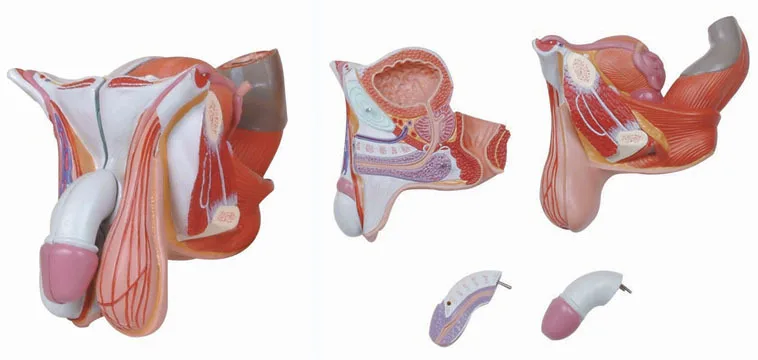 Для мужчин и Для женщин репродуктивного Структура анатомическая модель мужского репродуктивного мочевой Системы анатомическая модель