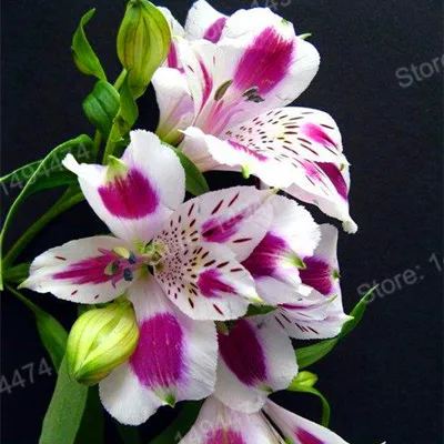 200pcs/bag Alstroemeria Plants mix Peruvian Lily Plantas Princess lily colorful flower gardenling lily bonsai flower Plante home - Цвет: Черный