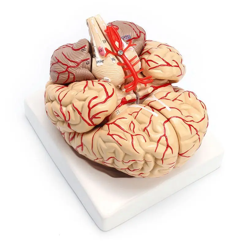 

1: 1 Life Size Human Anatomical Brain Pro Dissection Medical Organ Teaching Model