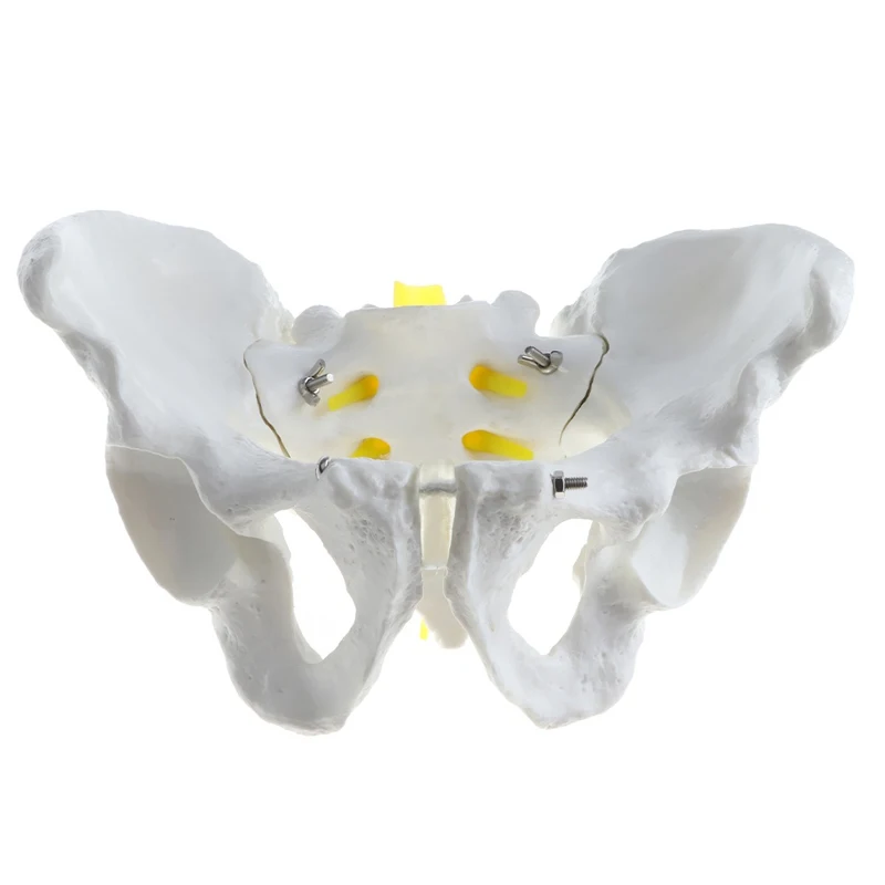 1:1 Human Female / Male Pelvis Skeleton Model Medical Science Teaching Resources
