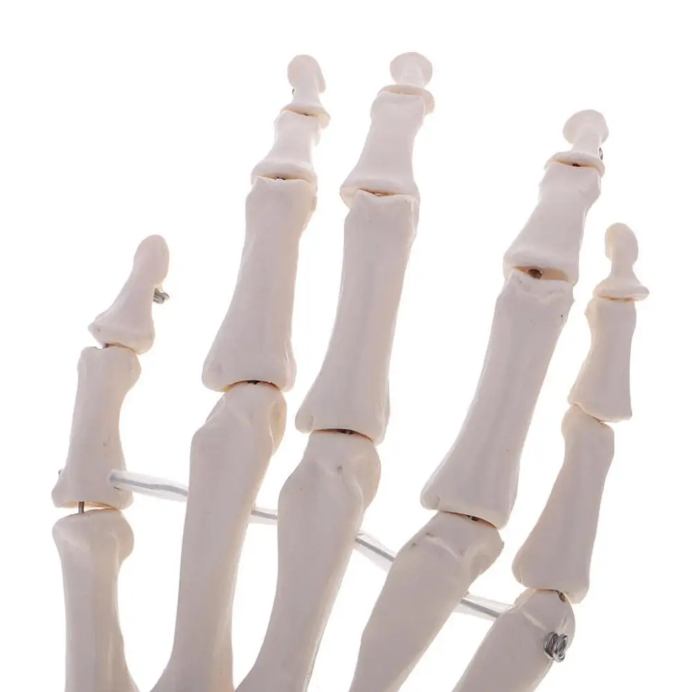1pc Life-Like Human Hand Anatomy Model-Detailed Articulated Bones, Simulates Natural Movement for Medical Learning-Ulna & Ra